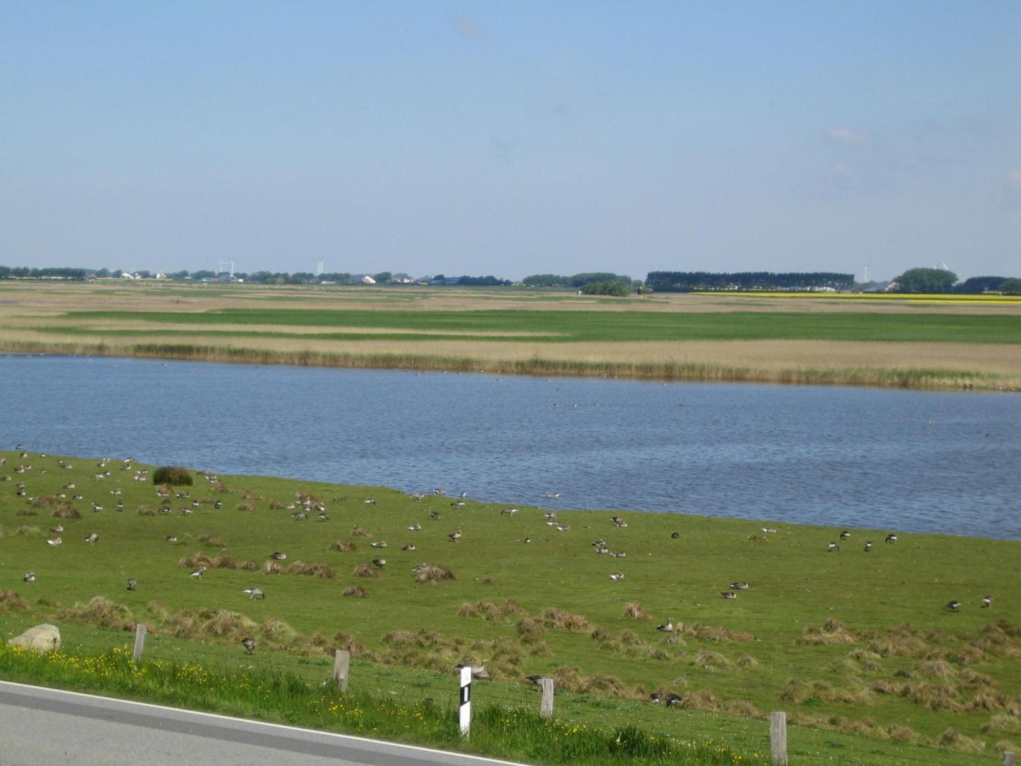 Haus Halligblick, Ferienwohnungen Am Wattenmeer, Whg Langenness Dagebull Bagian luar foto